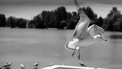 Gray seagulls photography
